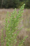 Licorice weed